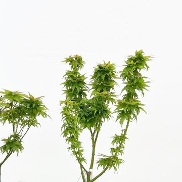 Acer palmatum 'Kotohime'