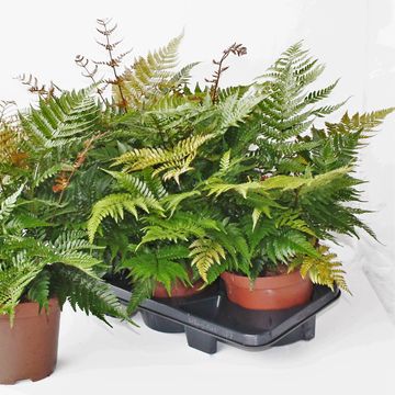 Dryopteris erythrosora