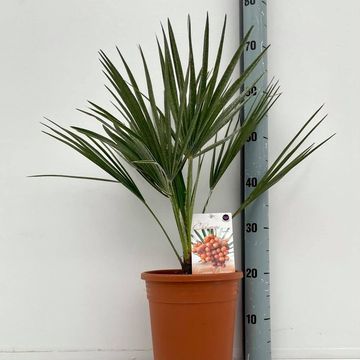 Chamaerops humilis