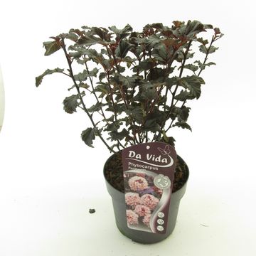 Physocarpus opulifolius PANTHER