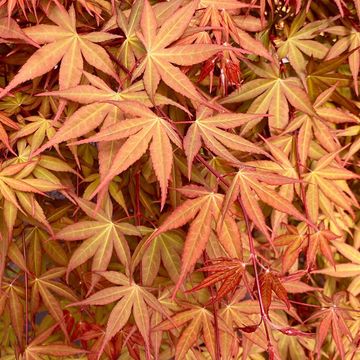 Acer palmatum CASCADE MIX