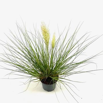 Cortaderia selloana TINY PAMPA