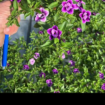 Calibrachoa parviflora DOUBLE BLUE