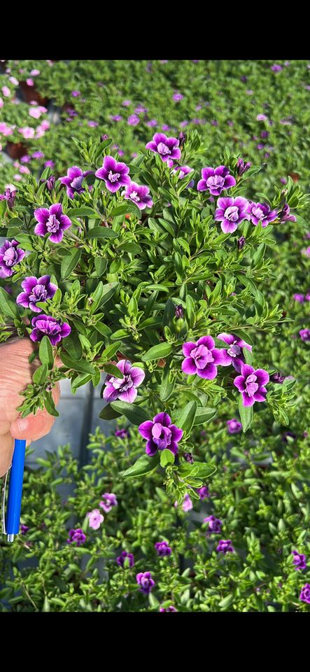 Calibrachoa parviflora DOUBLE BLUE