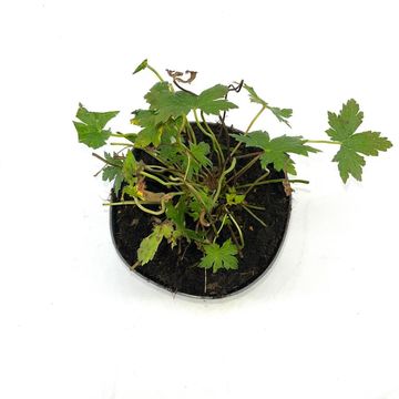 Geranium 'Red Admiral'