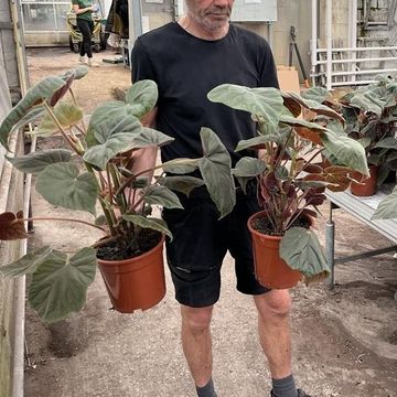 Begonia x credneri 'Oldemor'