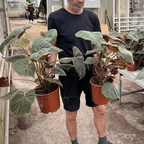 Begonia x credneri 'Oldemor'