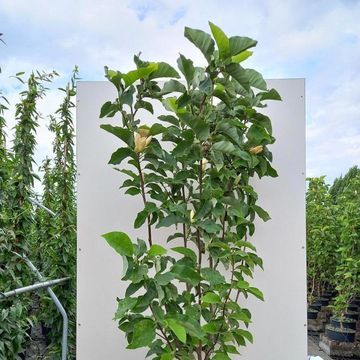 Magnolia x brooklynensis 'Yellow Bird'