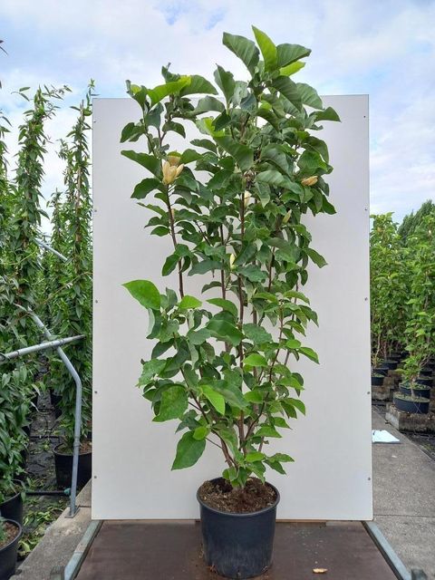 Magnolia x brooklynensis 'Yellow Bird'