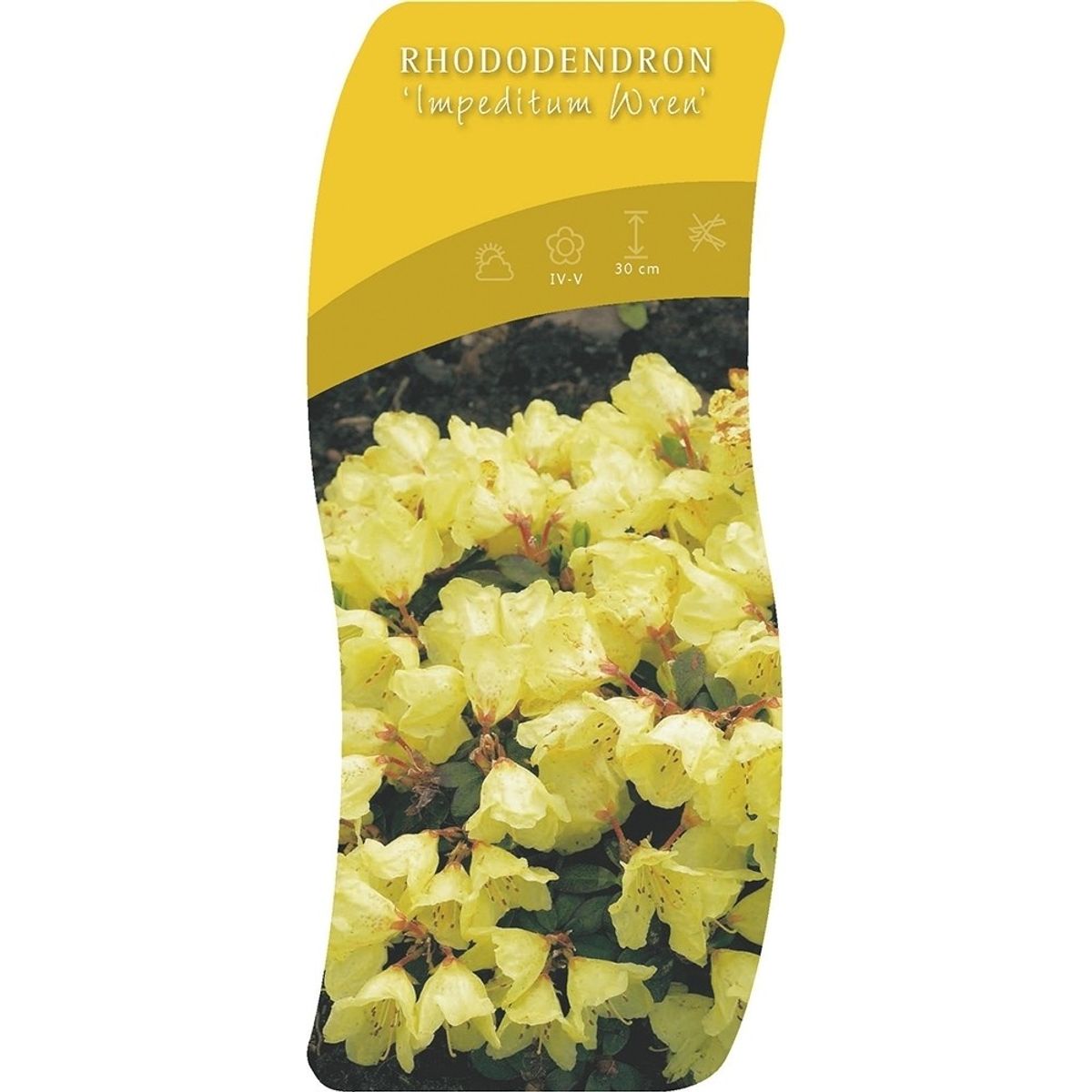 Rhododendron 'Wren'  Plant Wholesale FlorAccess