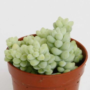 Sedum burrito