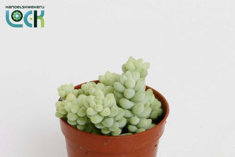 Sedum burrito