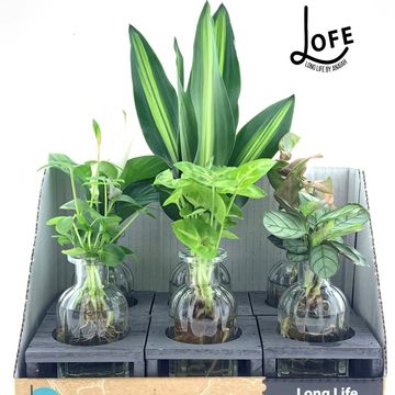 Arrangement Houseplants