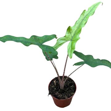 Alocasia 'Sabrina'