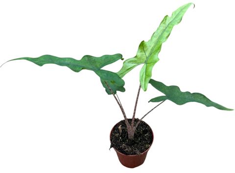 Alocasia 'Sabrina'