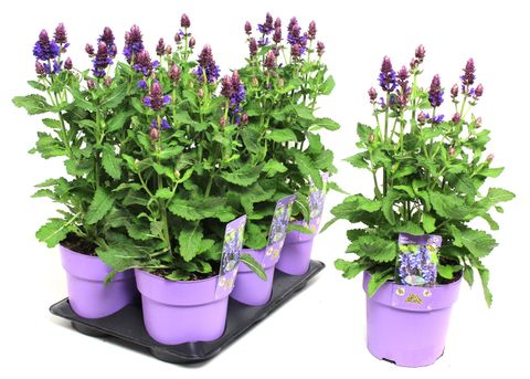 Salvia x sylvestris BLUE MARVEL — Plant Wholesale FlorAccess