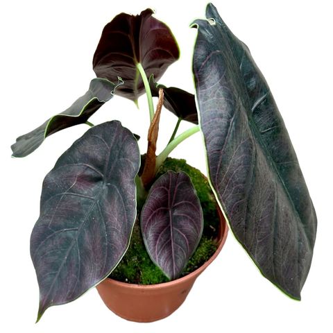Alocasia azlanii (JM plants)