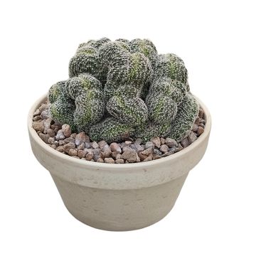 Echinopsis densispina cristata