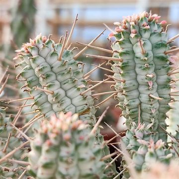 Euphorbia mammillaris variegata