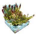 Sarracenia MIX