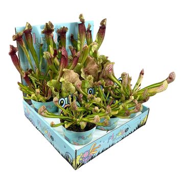 Sarracenia MIX