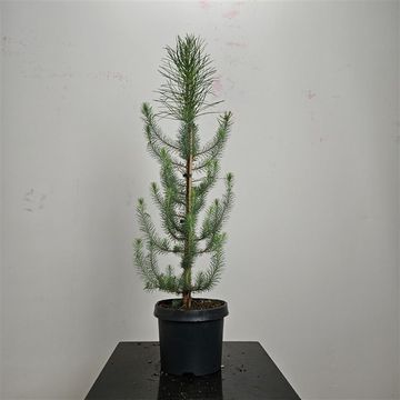 Pinus pinea