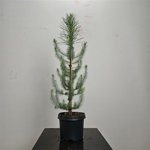 Pinus pinea