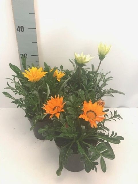 Gazania rigens GAZOO MIX