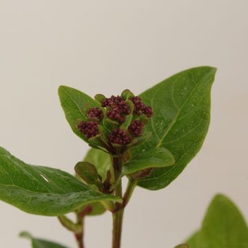 Viburnum tinus 'Lisarose'