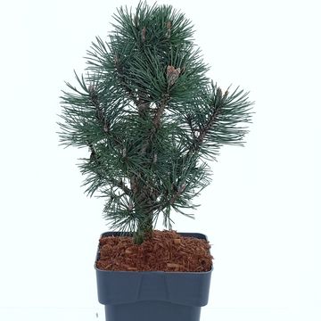 Pinus mugo 'Columbo'