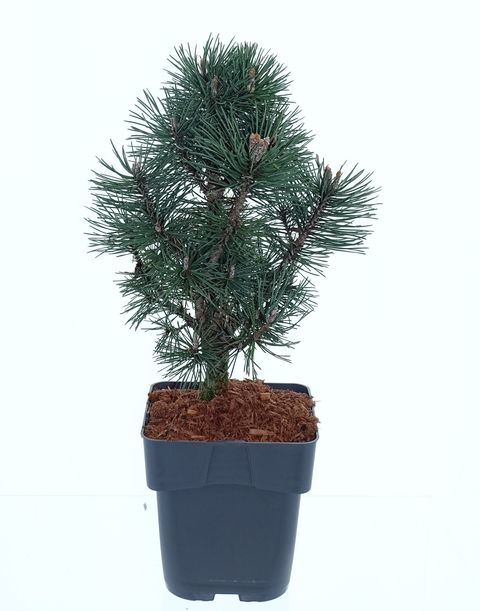 Pinus mugo 'Columbo'