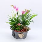 Arranjo Phalaenopsis