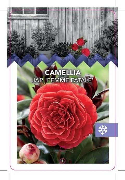 Camellia japonica FEMME FATALE