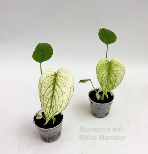 Monstera deliciosa 'White Monster'