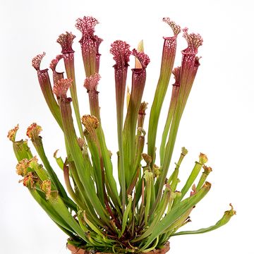 Sarracenia 'Stevensii'