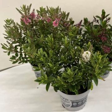 Hebe ALL BLOOMS SANUKA