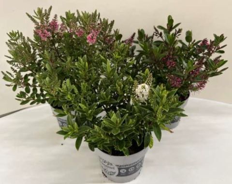 Hebe ALL BLOOMS SANUKA