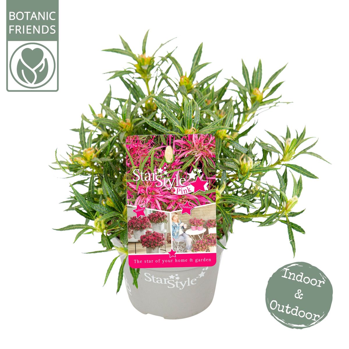 Rhododendron STARSTYLE PINK — Plant Wholesale FlorAccess
