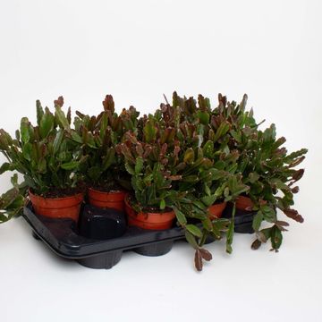 Rhipsalis agudoensis