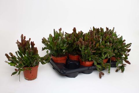 Rhipsalis agudoensis