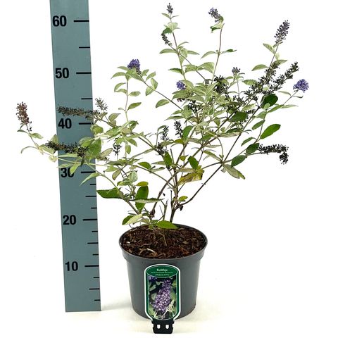 Buddleja FREE PETITE BLUE HEAVEN