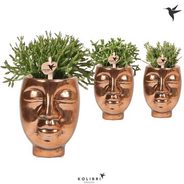 Rhipsalis MIX