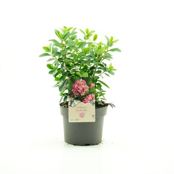 Escallonia laevis PINK ELLE