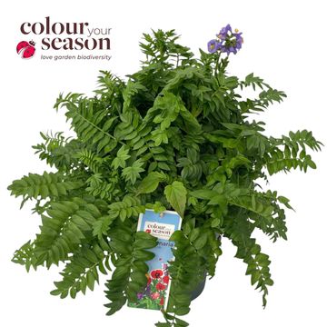Polemonium caeruleum 'Bambino Blue'