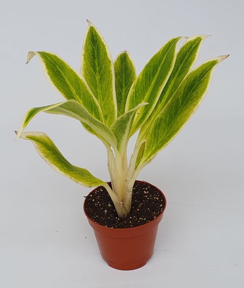 Aglaonema 'Lipstick Green'