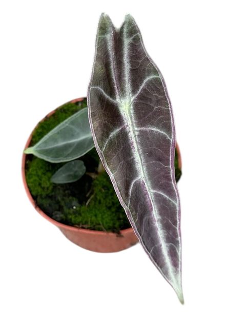 Alocasia longiloba PURPLE