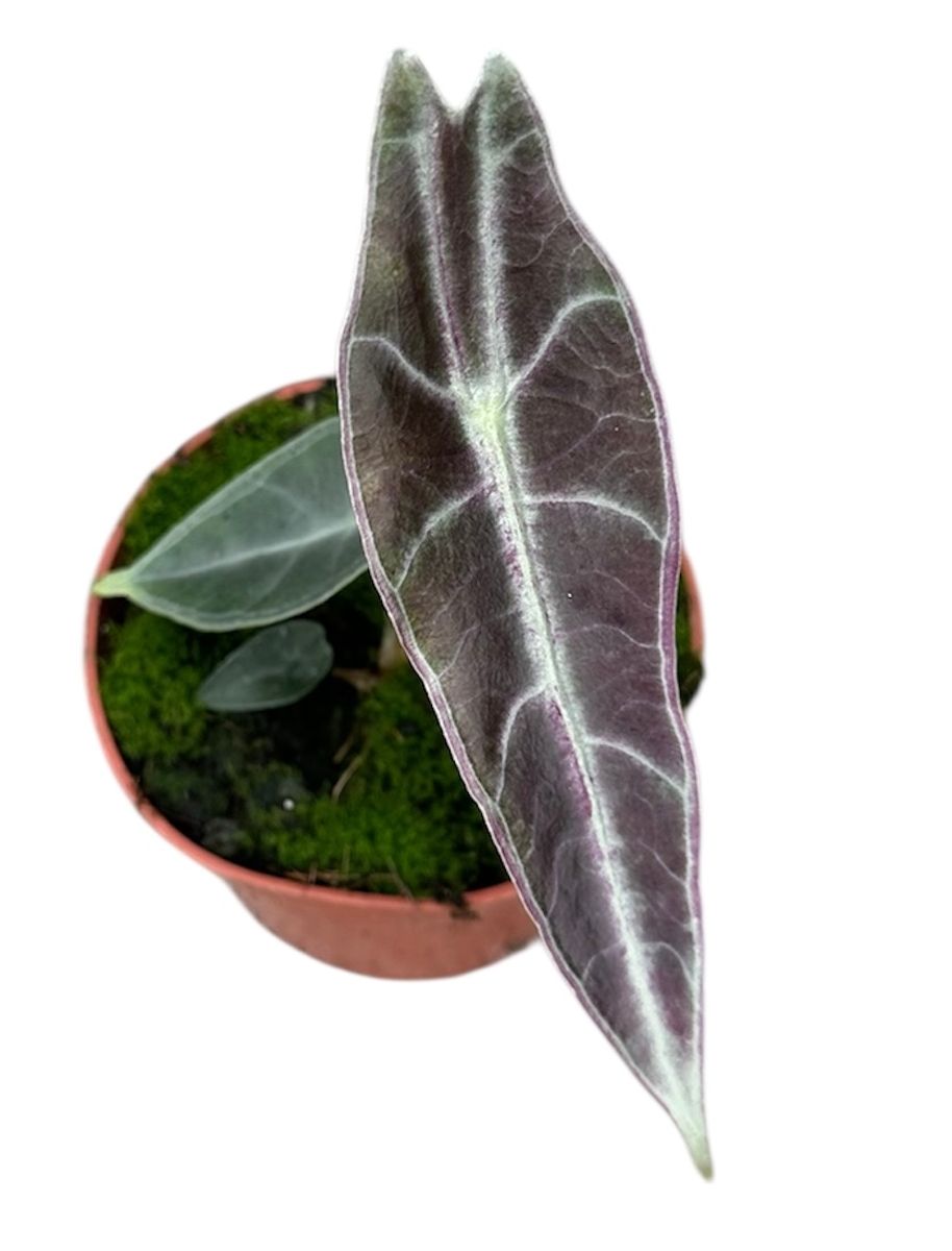 Alocasia longiloba PURPLE — Groothandel in planten FlorAccess