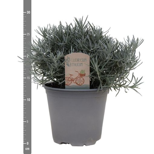 Helichrysum italicum (Green Collect Sales)