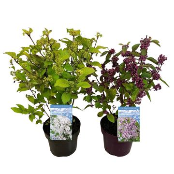 Callicarpa bodinieri MIX