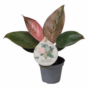 Філодендрон PINK BIKINI